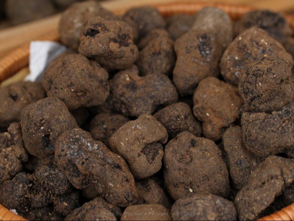 Tartufo Nero Pregiato di Norcia (Tuber melanosporum Vittad)