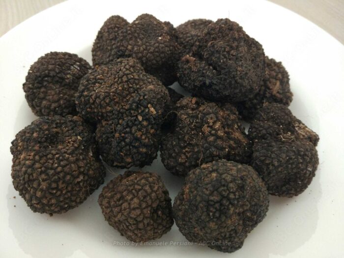Tartufo Estivo di Norcia - Tuber Aestivum Vitt (tartufi freschi) - immagine 2