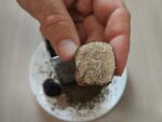 tartufo estivo di norcia scorsone tagliato su piatto Tartufo Estivo Tuber Aestivum Vitt
