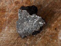 tartufo nero di Norcia invernale aperto meta tuber melanosporum vitt