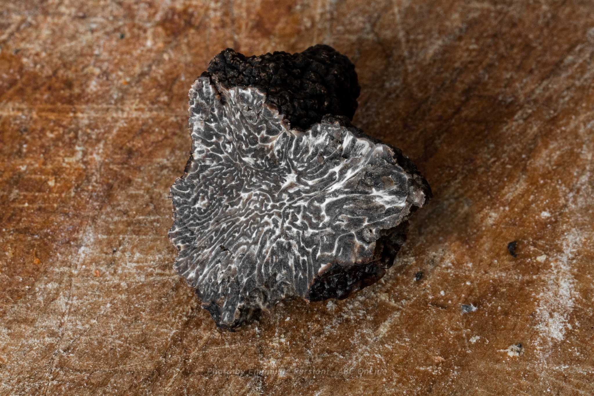 tartufo nero di Norcia invernale aperto meta tuber melanosporum vitt